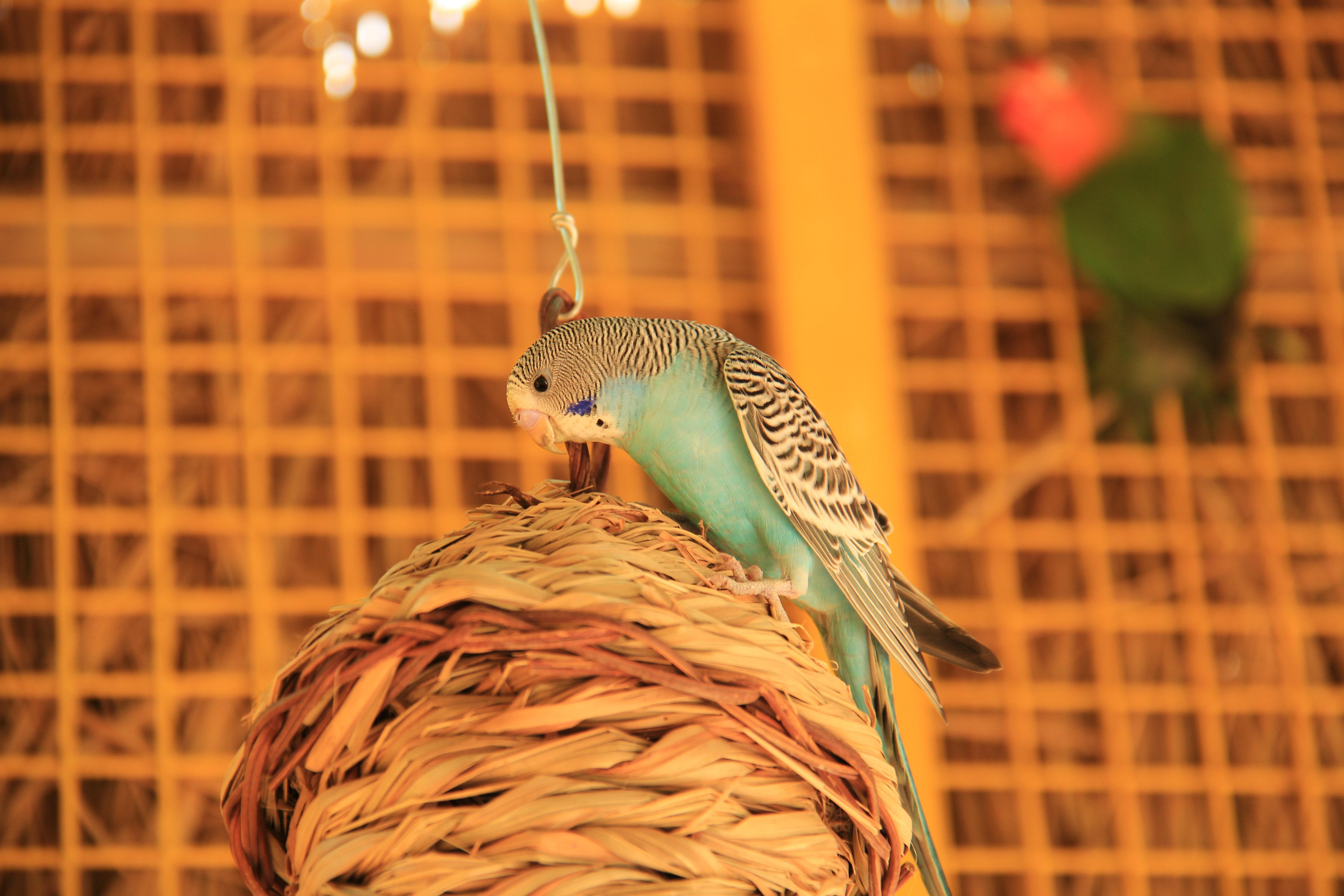 ホテル クラウン プラザ シャンハイ シアヤン レイク Qingpu エクステリア 写真